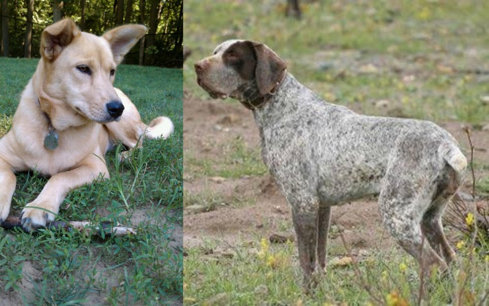 Perdiguero de Burgos vs Carolina Dog - Breed Comparison
