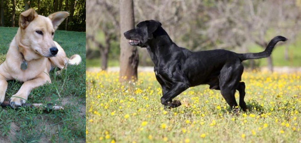 Perro de Pastor Mallorquin vs Carolina Dog - Breed Comparison