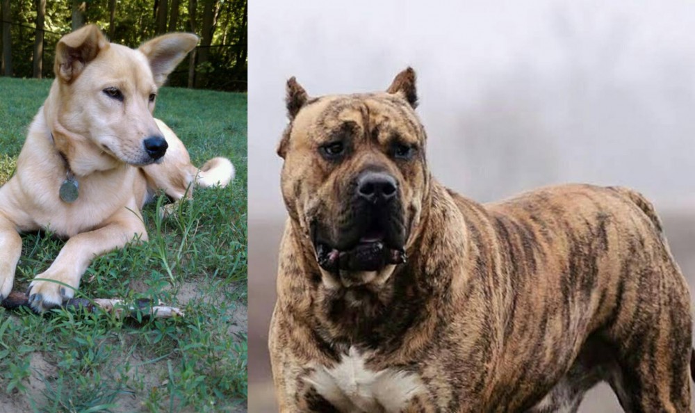Perro de Presa Canario vs Carolina Dog - Breed Comparison