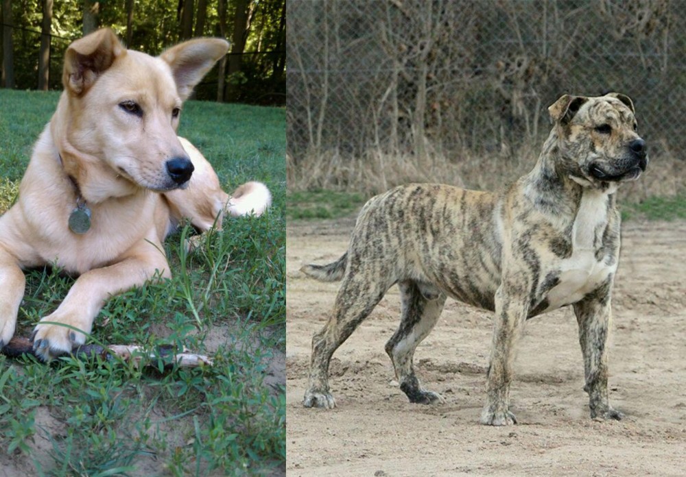 Perro de Presa Mallorquin vs Carolina Dog - Breed Comparison