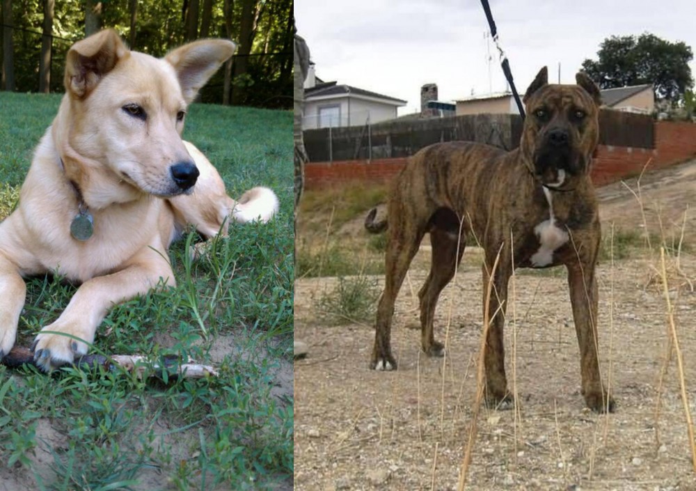 Perro de Toro vs Carolina Dog - Breed Comparison