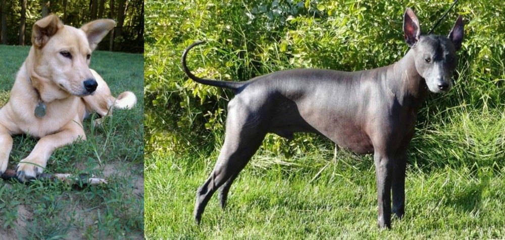 Peruvian Hairless vs Carolina Dog - Breed Comparison