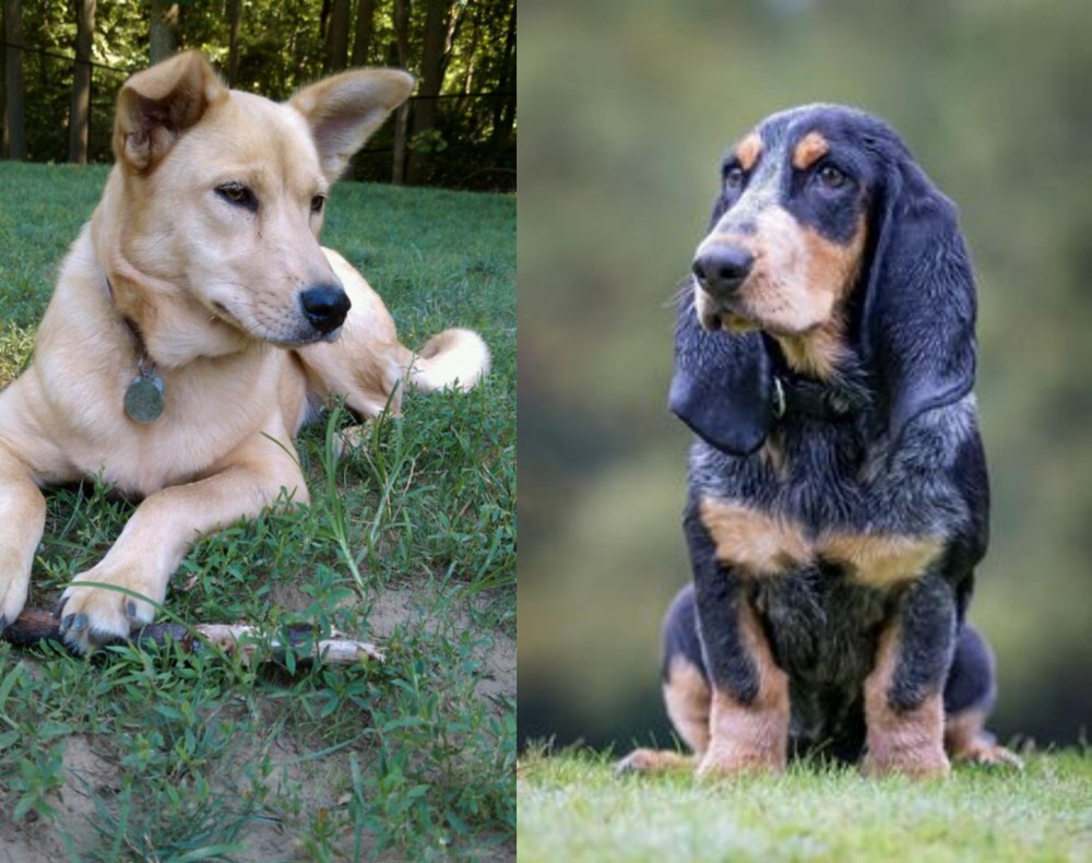 Petit Bleu de Gascogne vs Carolina Dog - Breed Comparison