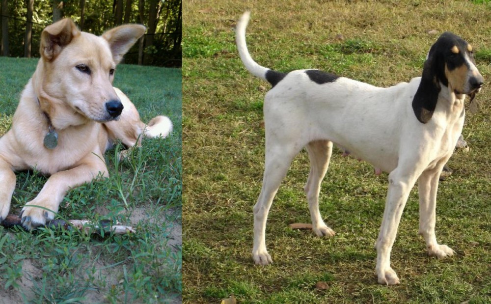 Petit Gascon Saintongeois vs Carolina Dog - Breed Comparison