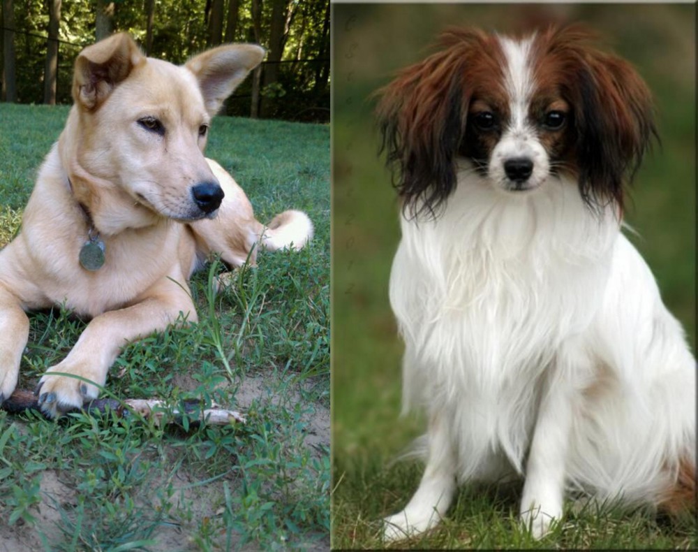 Phalene vs Carolina Dog - Breed Comparison