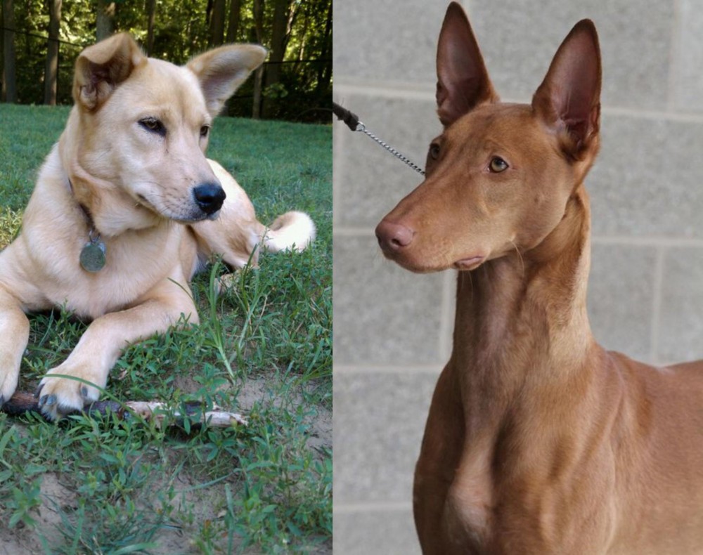 Pharaoh Hound vs Carolina Dog - Breed Comparison