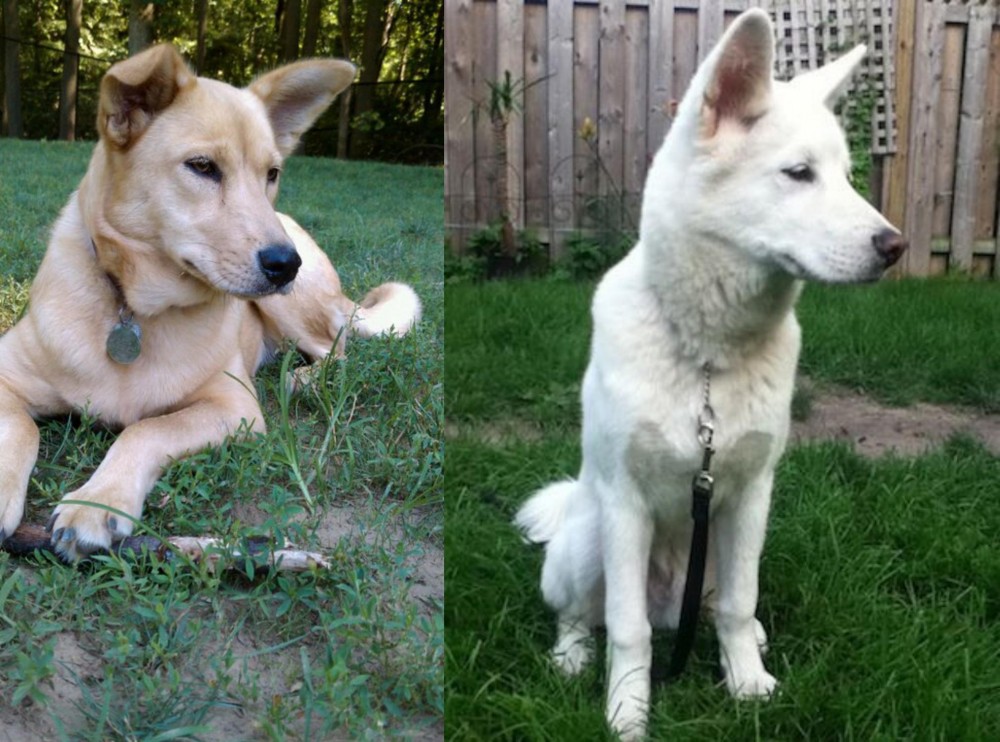 Phung San vs Carolina Dog - Breed Comparison