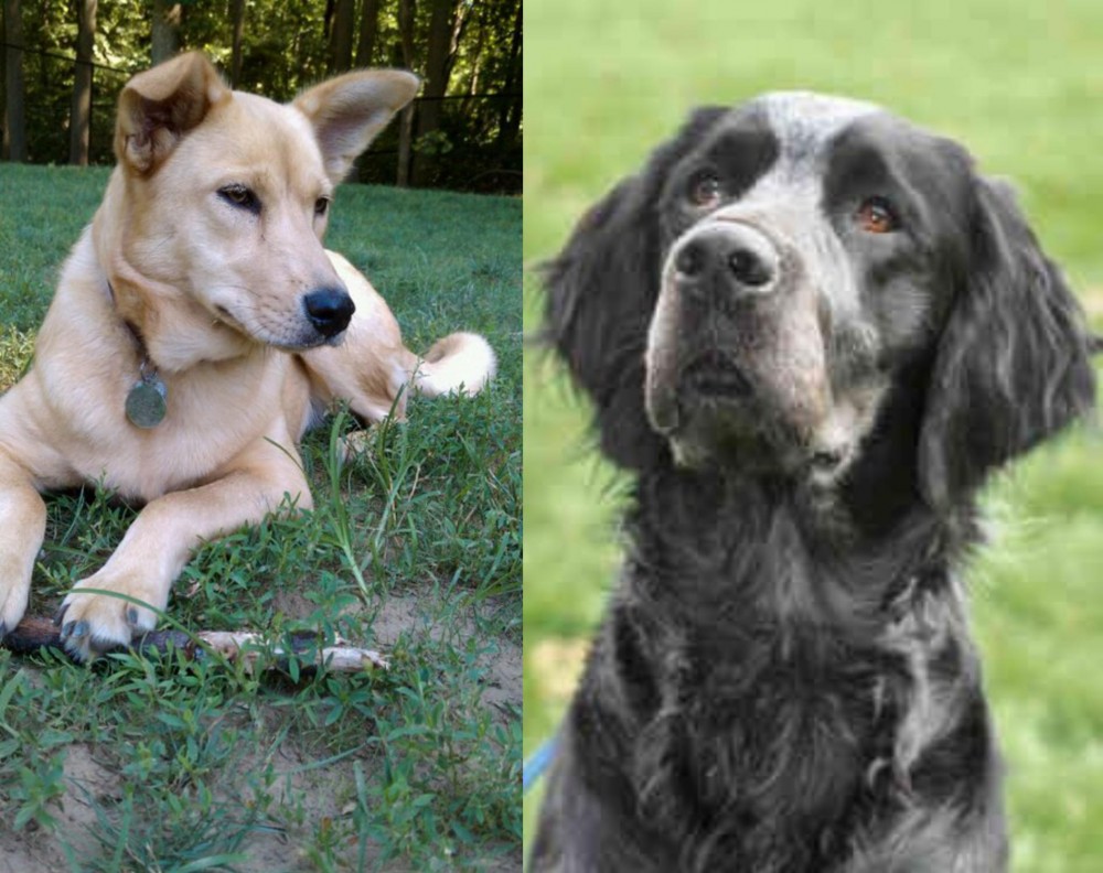 Picardy Spaniel vs Carolina Dog - Breed Comparison