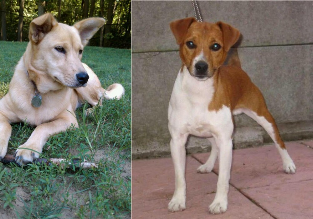 Plummer Terrier vs Carolina Dog - Breed Comparison
