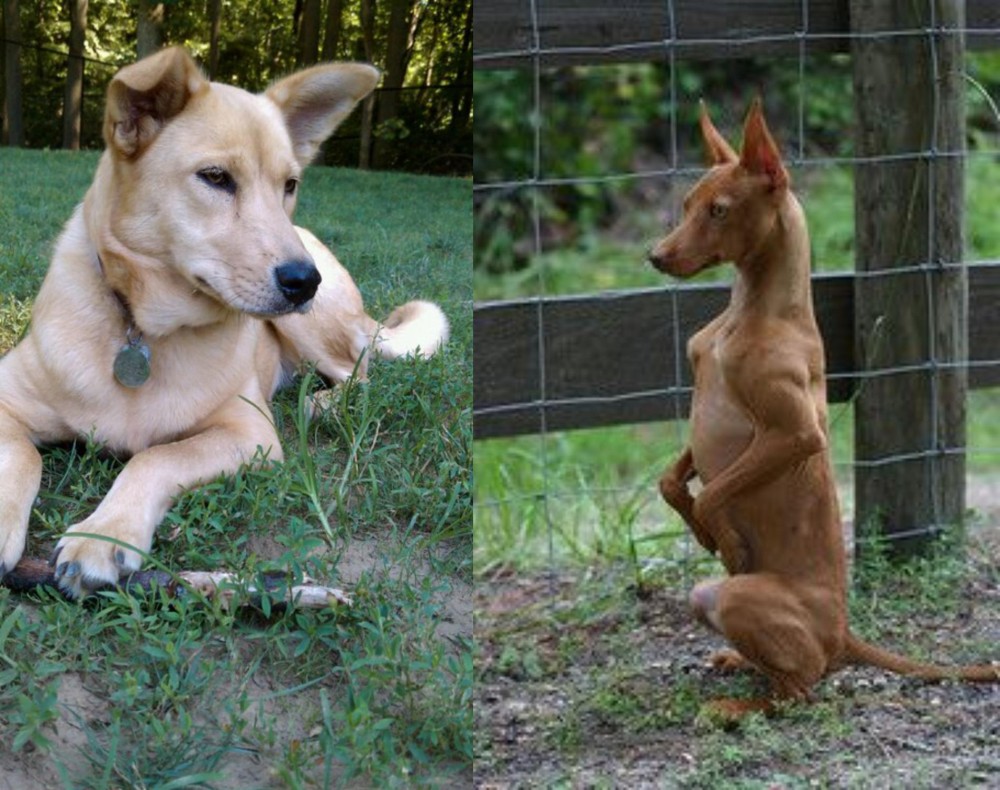 Podenco Andaluz vs Carolina Dog - Breed Comparison