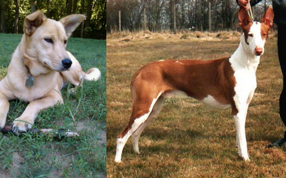 Podenco Canario vs Carolina Dog - Breed Comparison
