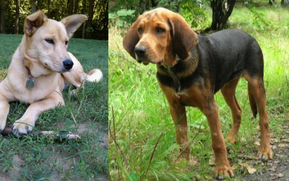 Polish Hound vs Carolina Dog - Breed Comparison