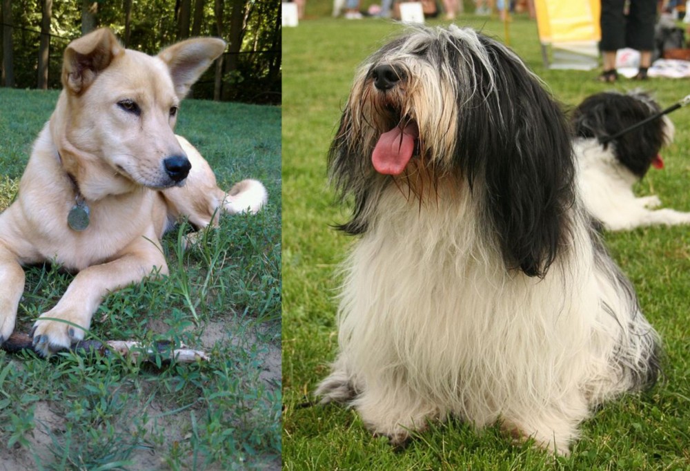Polish Lowland Sheepdog vs Carolina Dog - Breed Comparison