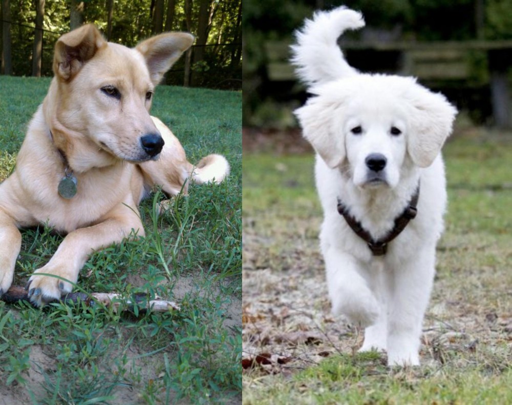 Polish Tatra Sheepdog vs Carolina Dog - Breed Comparison
