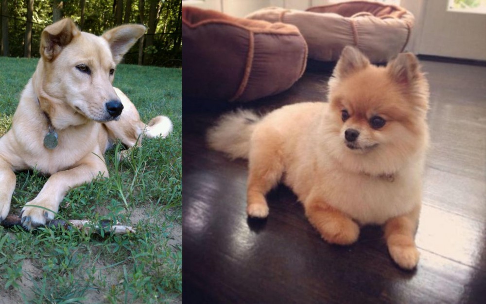 Pomeranian vs Carolina Dog - Breed Comparison