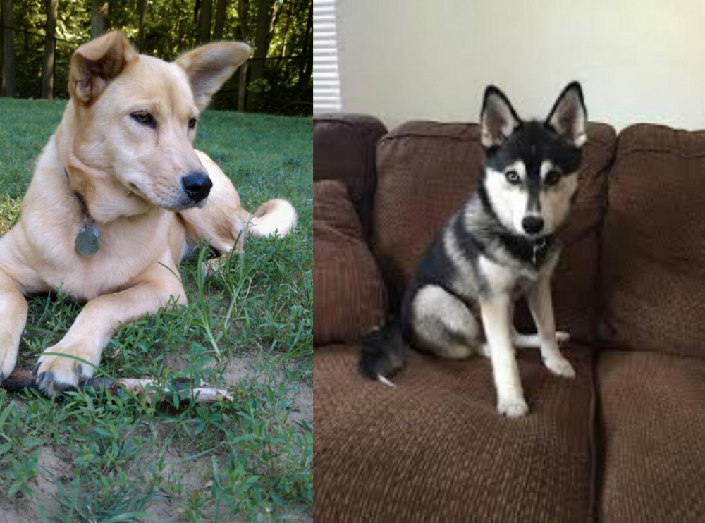 Pomsky vs Carolina Dog - Breed Comparison