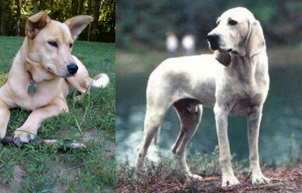 Porcelaine vs Carolina Dog - Breed Comparison