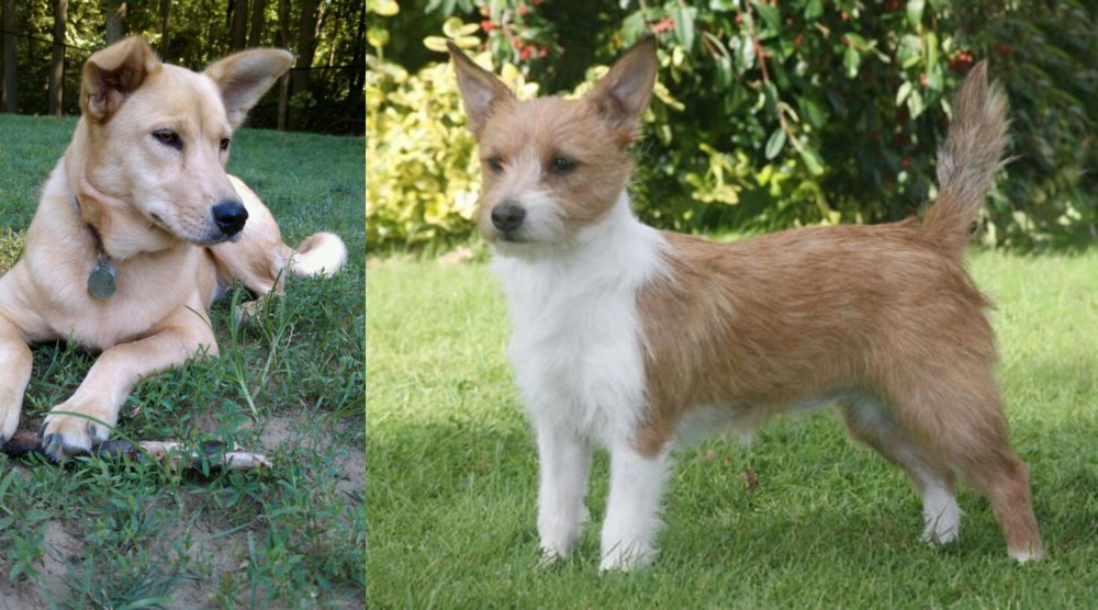 Portuguese Podengo vs Carolina Dog - Breed Comparison