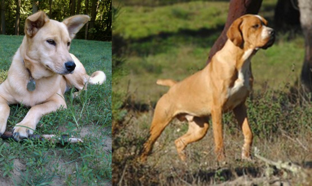 Portuguese Pointer vs Carolina Dog - Breed Comparison