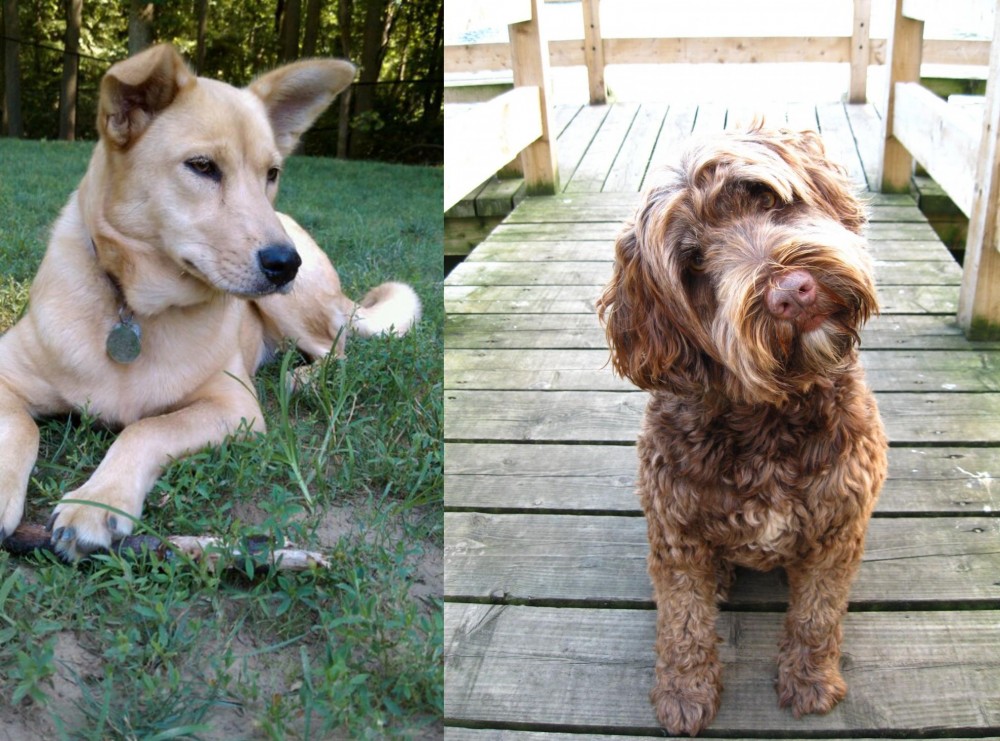 Portuguese Water Dog vs Carolina Dog - Breed Comparison