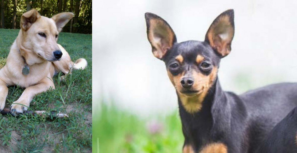 Prazsky Krysarik vs Carolina Dog - Breed Comparison