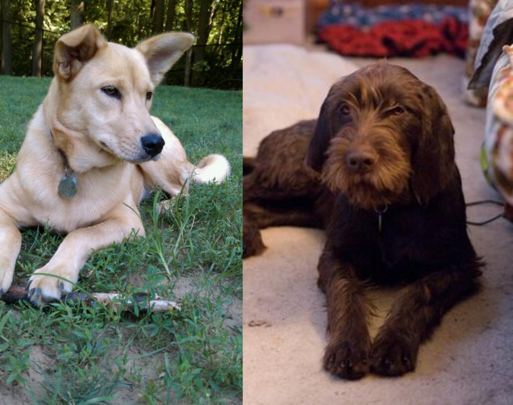 Pudelpointer vs Carolina Dog - Breed Comparison