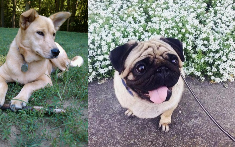 Pug vs Carolina Dog - Breed Comparison