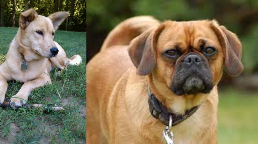 Pugalier vs Carolina Dog - Breed Comparison