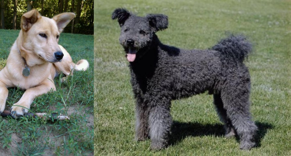 Pumi vs Carolina Dog - Breed Comparison