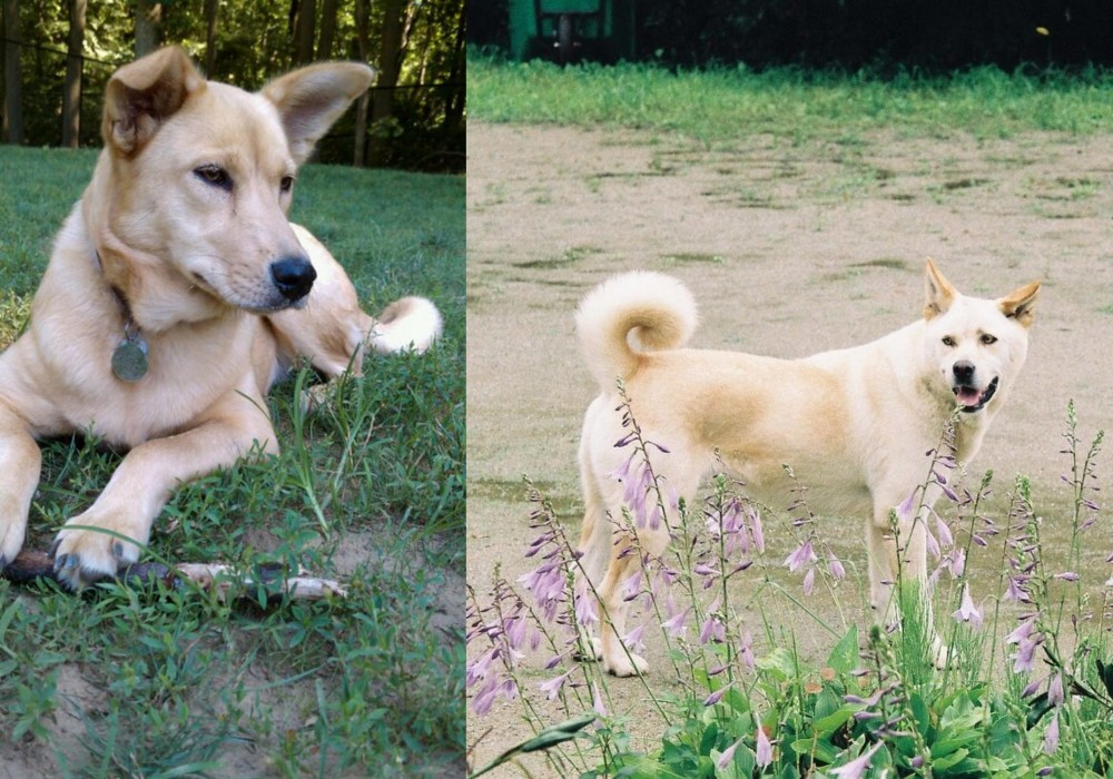 Pungsan Dog vs Carolina Dog - Breed Comparison