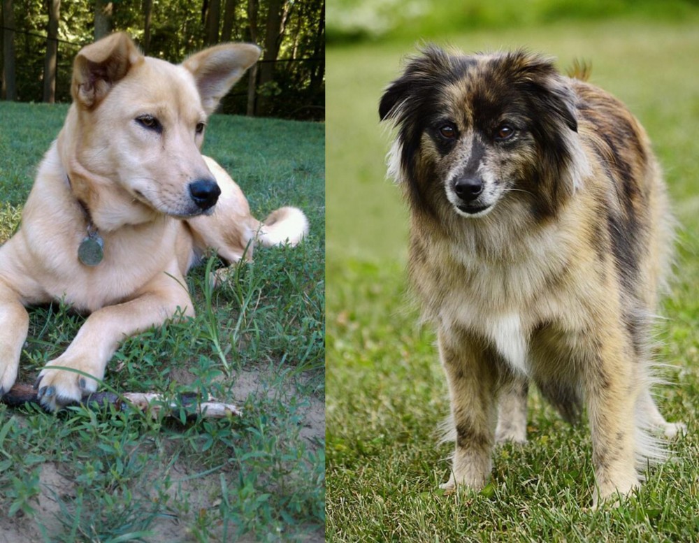 Pyrenean Shepherd vs Carolina Dog - Breed Comparison