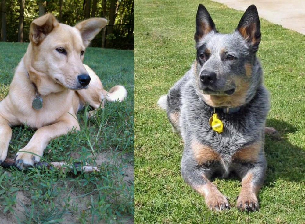 Queensland Heeler vs Carolina Dog - Breed Comparison