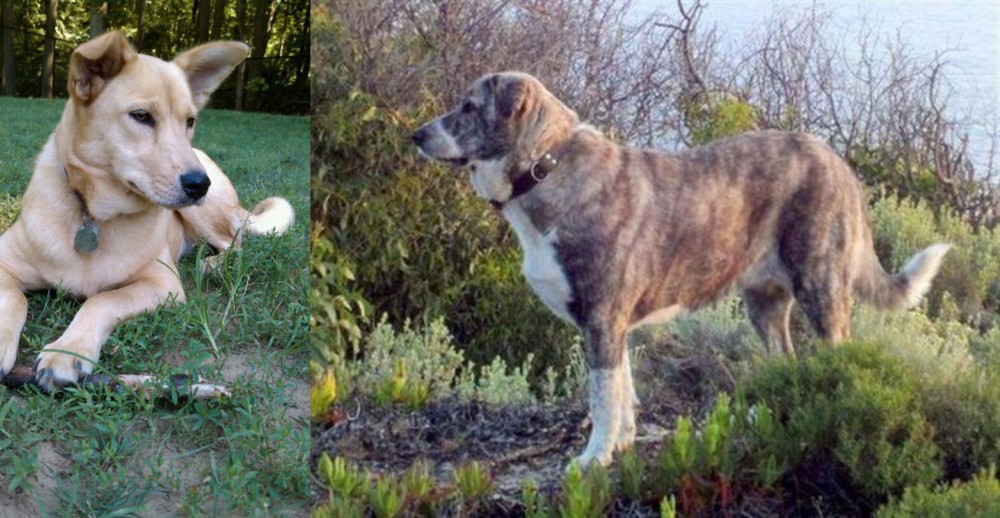 Rafeiro do Alentejo vs Carolina Dog - Breed Comparison