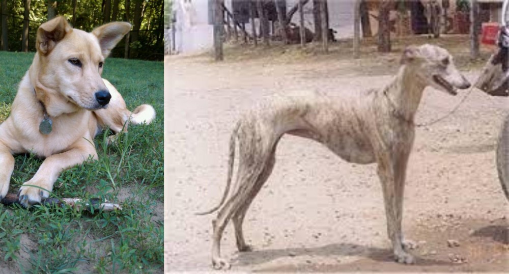 Rampur Greyhound vs Carolina Dog - Breed Comparison