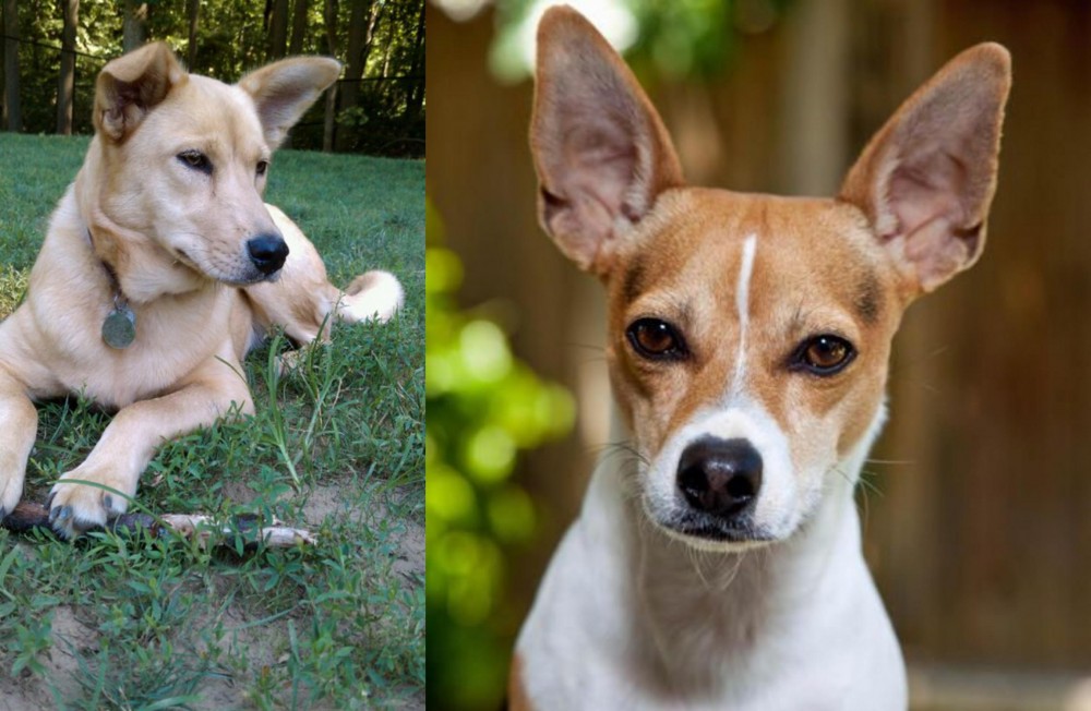 Rat Terrier vs Carolina Dog - Breed Comparison