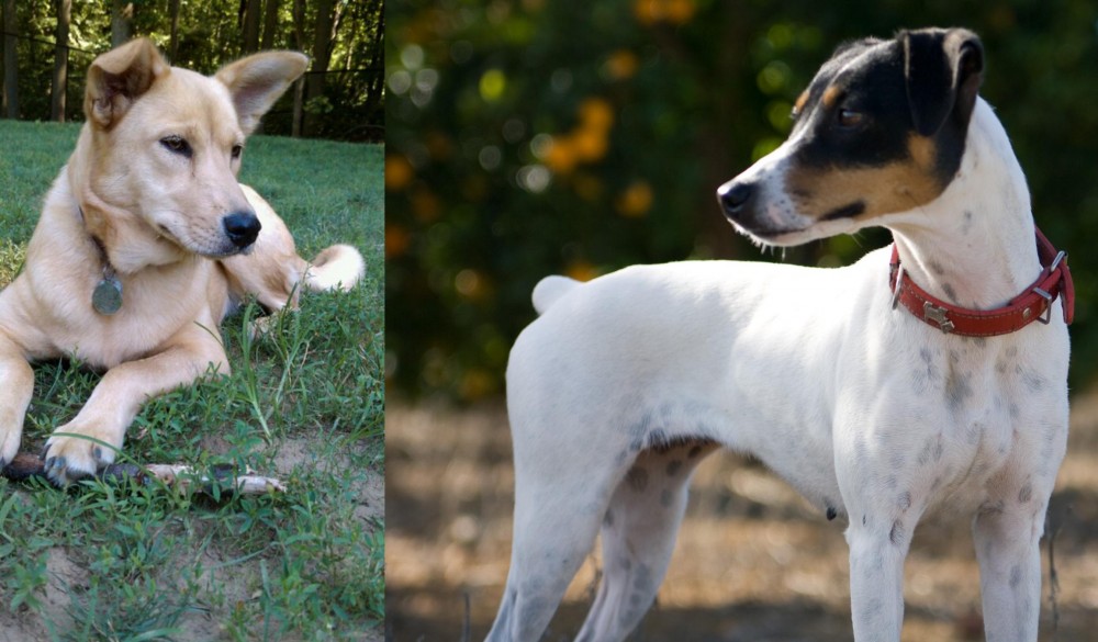 Ratonero Bodeguero Andaluz vs Carolina Dog - Breed Comparison
