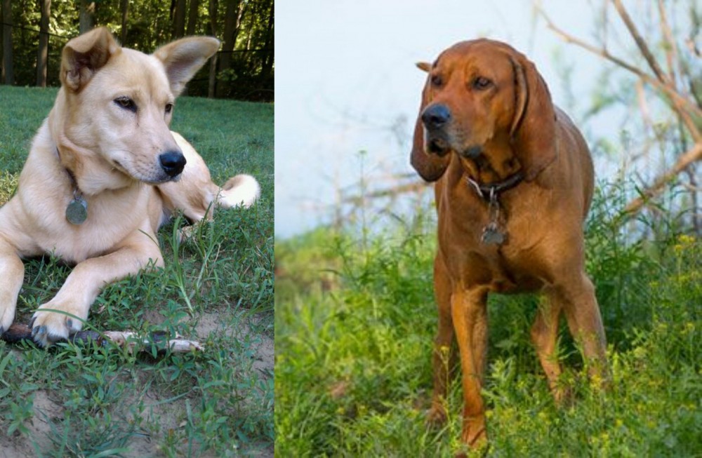 Redbone Coonhound vs Carolina Dog - Breed Comparison