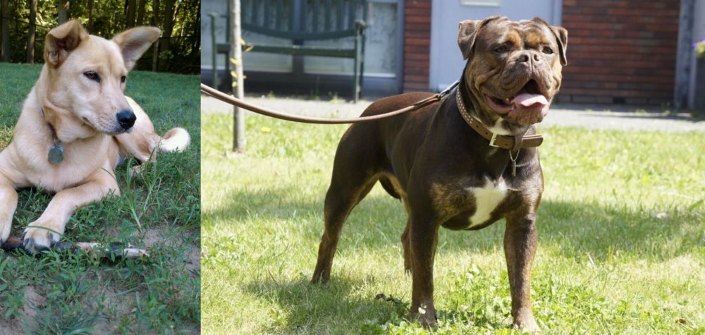 Renascence Bulldogge vs Carolina Dog - Breed Comparison