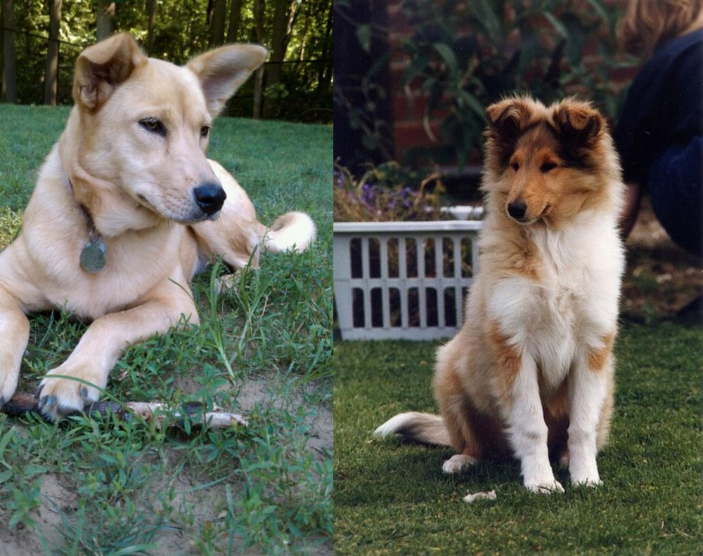 Rough Collie vs Carolina Dog - Breed Comparison