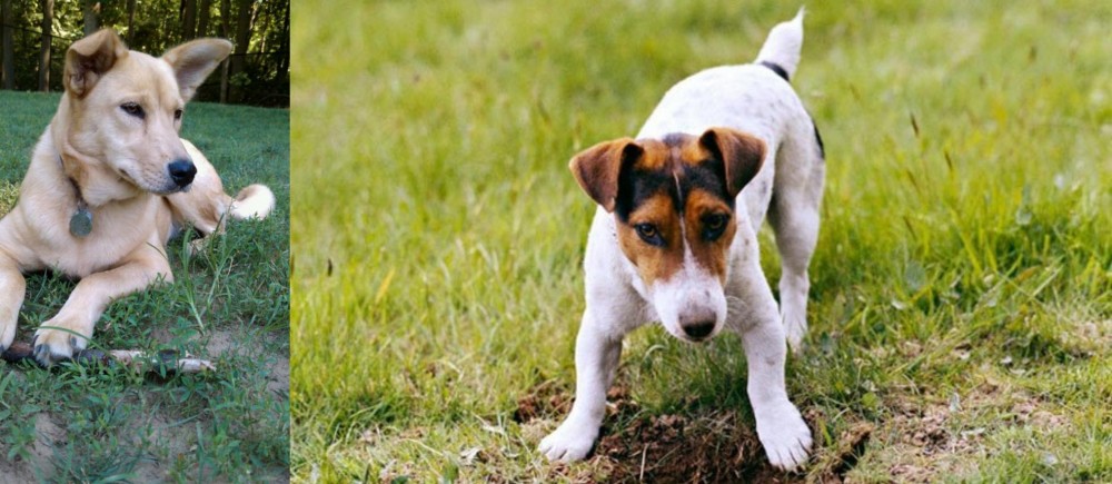 Russell Terrier vs Carolina Dog - Breed Comparison