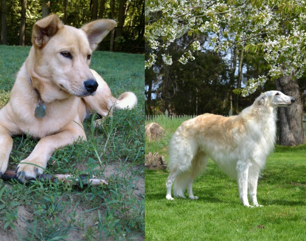 Russian Hound vs Carolina Dog - Breed Comparison