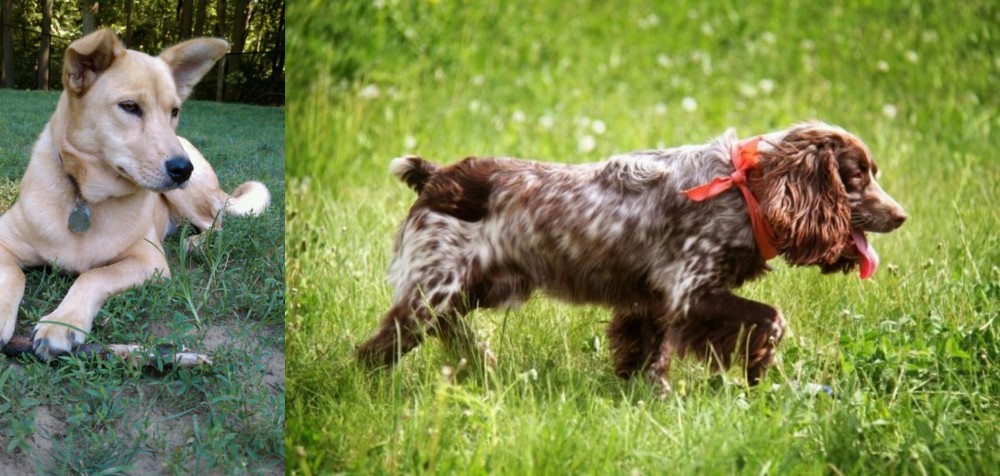 Russian Spaniel vs Carolina Dog - Breed Comparison