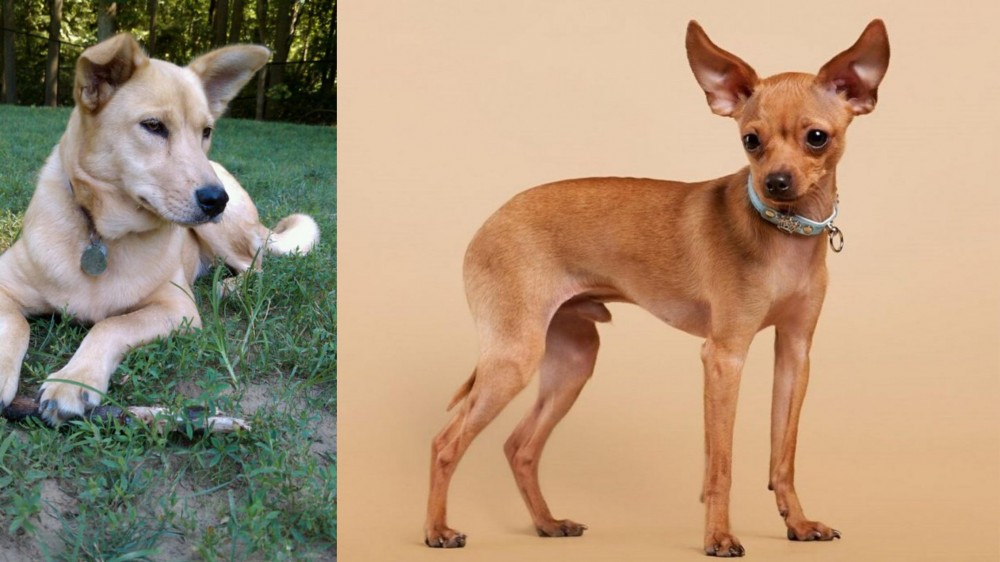 Russian Toy Terrier vs Carolina Dog - Breed Comparison