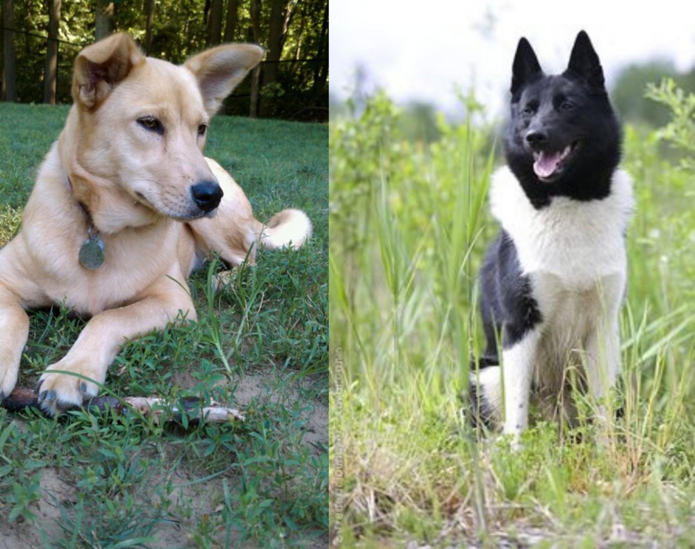 Russo-European Laika vs Carolina Dog - Breed Comparison