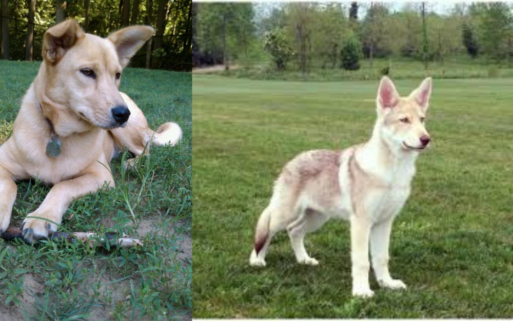 Saarlooswolfhond vs Carolina Dog - Breed Comparison