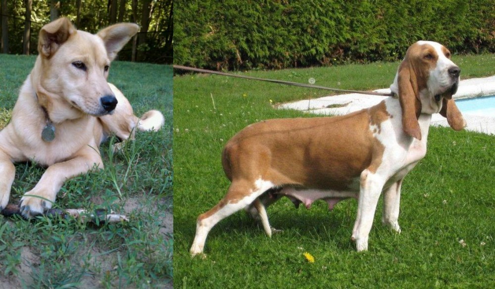 Sabueso Espanol vs Carolina Dog - Breed Comparison