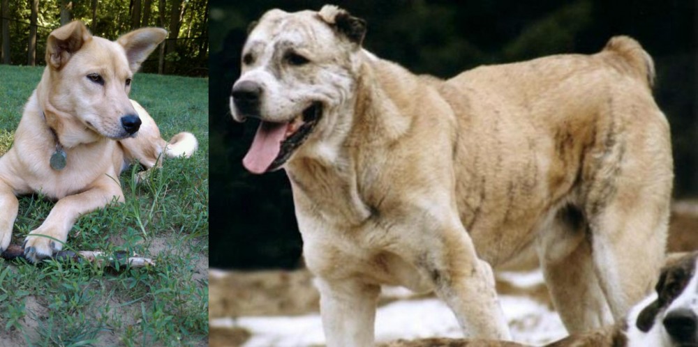 Sage Koochee vs Carolina Dog - Breed Comparison