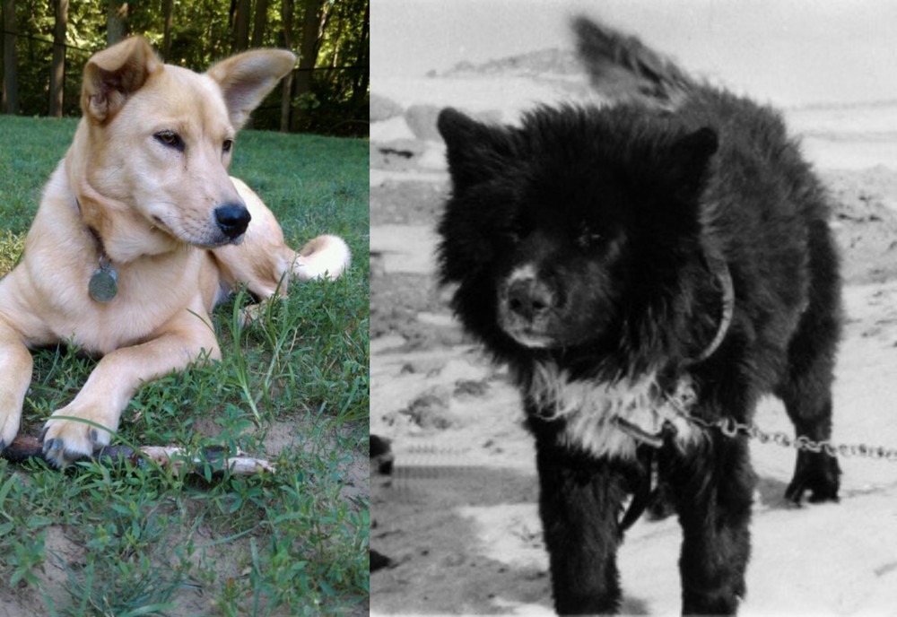 Sakhalin Husky vs Carolina Dog - Breed Comparison