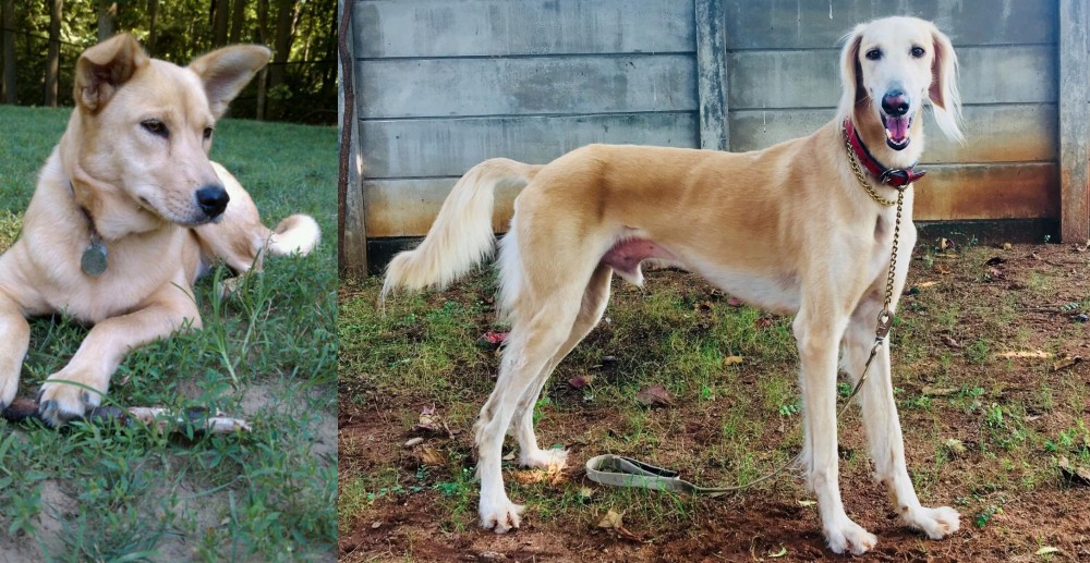 Saluki vs Carolina Dog - Breed Comparison