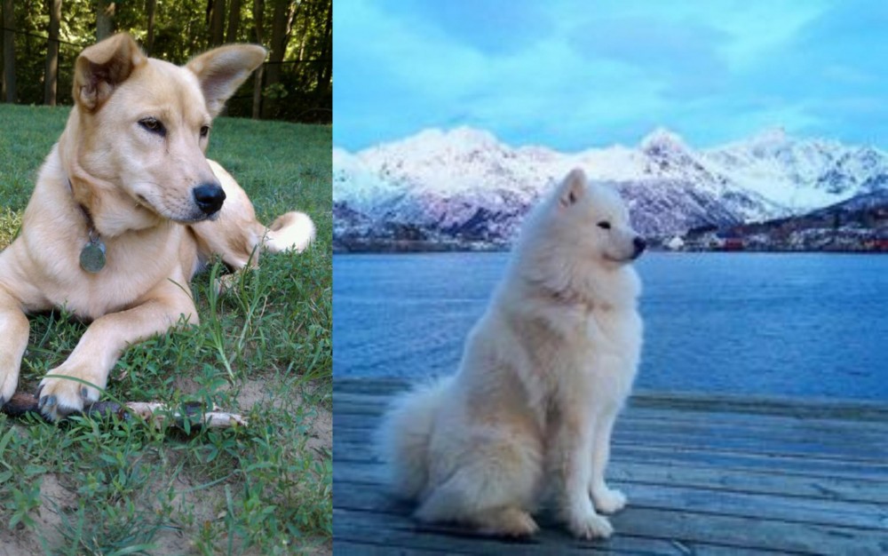 Samoyed vs Carolina Dog - Breed Comparison